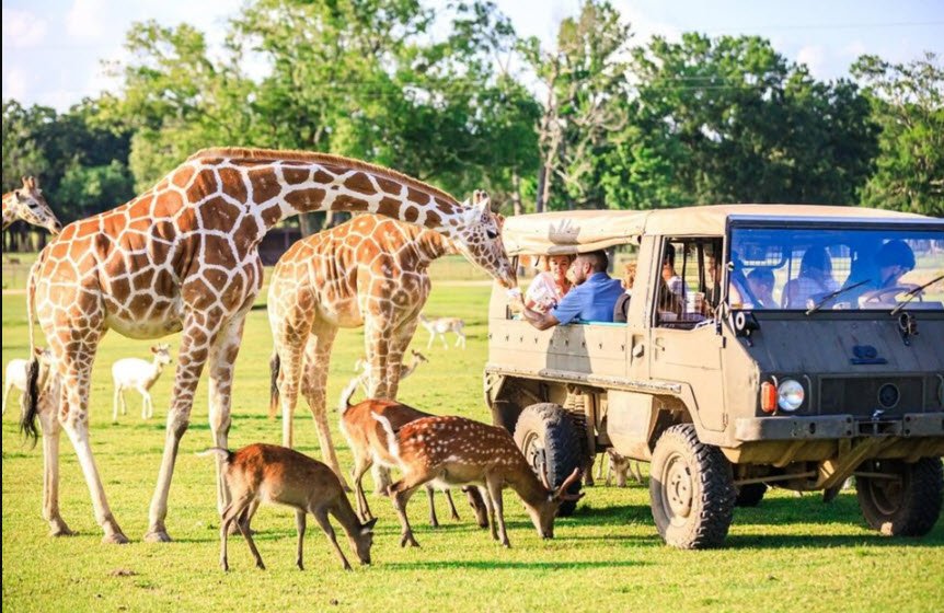 Safari Land, United States